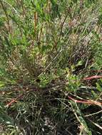 Imagem de Astragalus bisulcatus var. major (M. E. Jones) S. L. Welsh