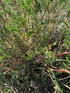 صورة Astragalus bisulcatus var. major (M. E. Jones) S. L. Welsh