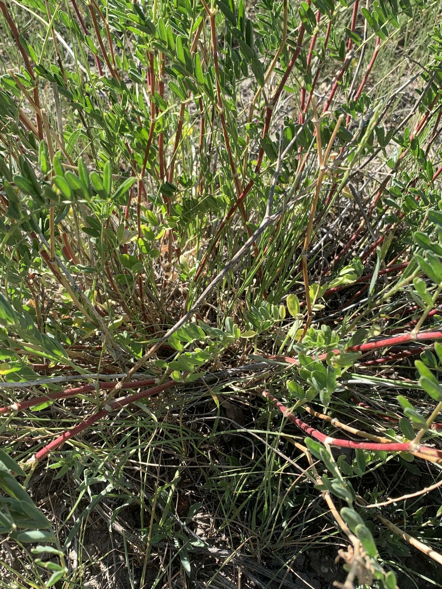 Image de Astragalus bisulcatus var. major (M. E. Jones) S. L. Welsh