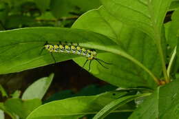 Image of Brahmaea wallichii insulata Inoue 1984