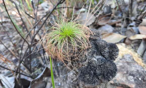 Image of Bulbostylis paradoxa (Spreng.) Lindm.