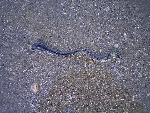 Image of lugworm