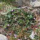 Plancia ëd Geranium magellanicum Hook. fil.