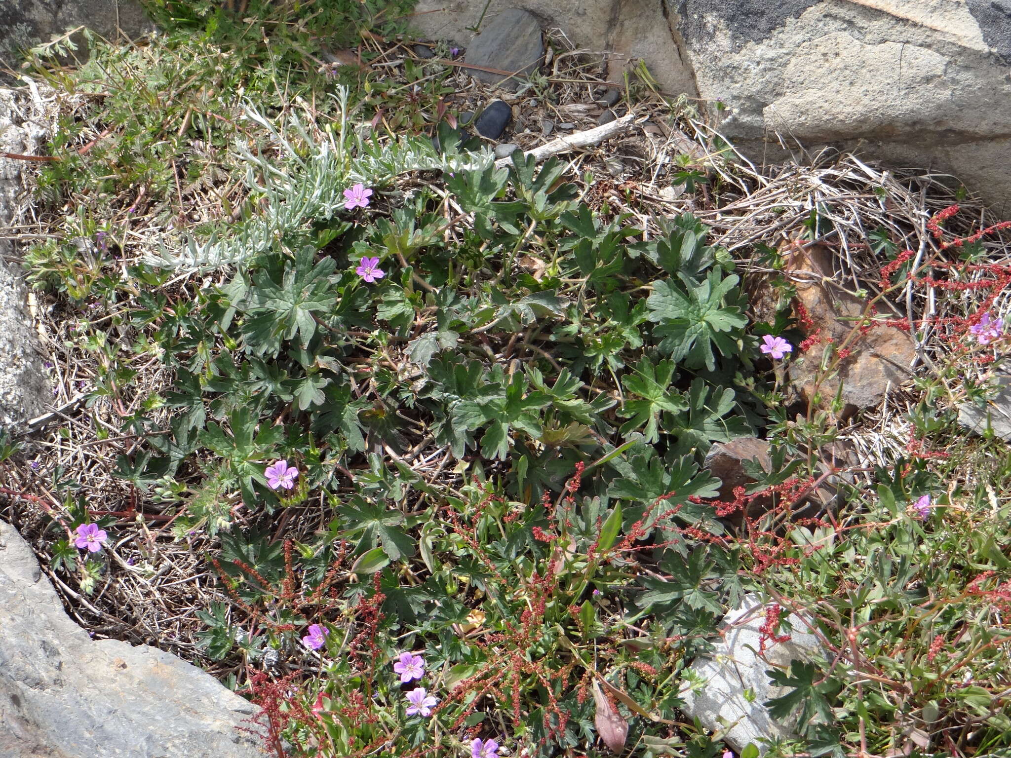 Image of Geranium magellanicum Hook. fil.