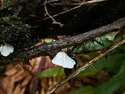 Image of Campanella tristis (G. Stev.) Segedin 1993