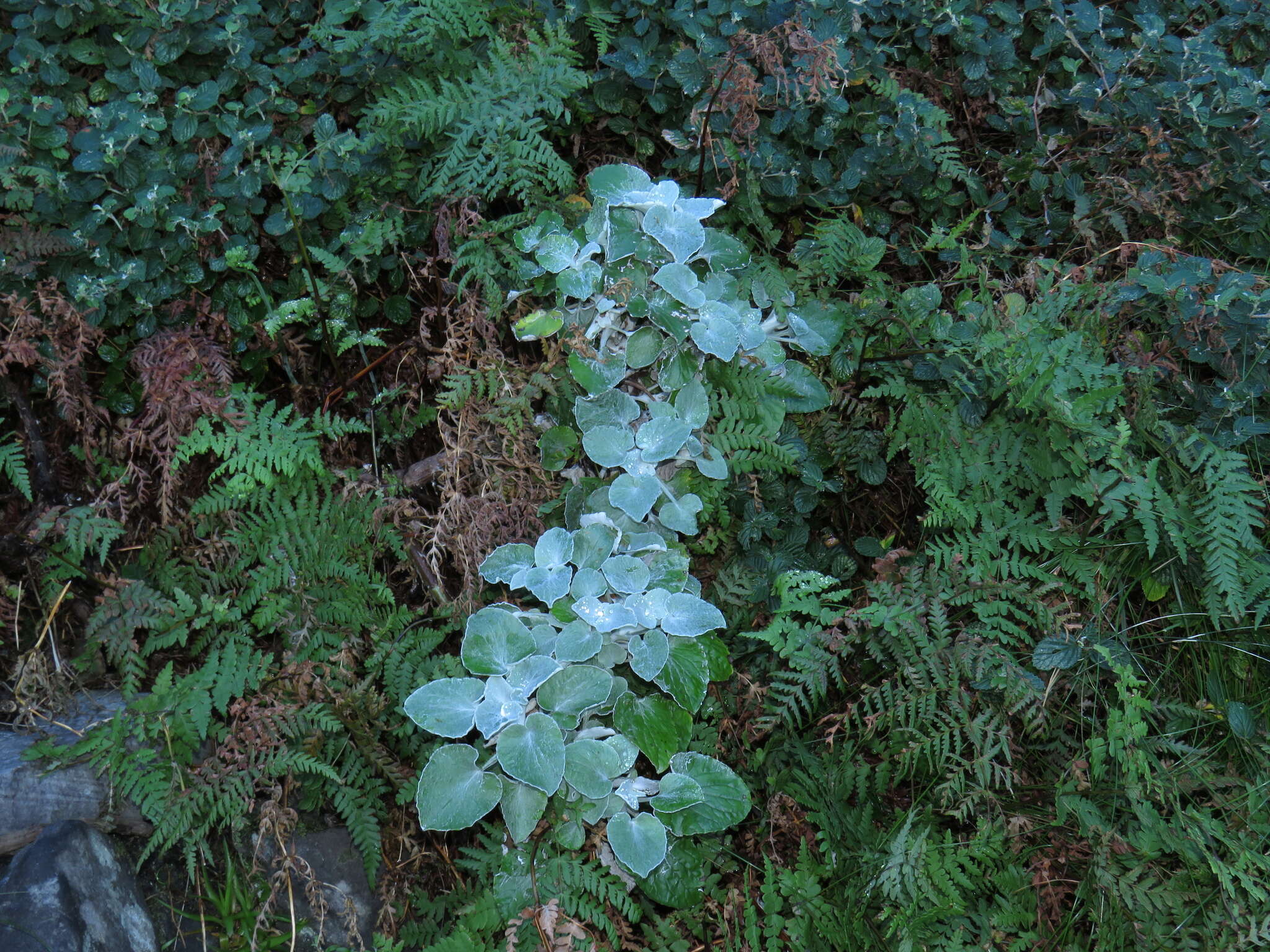 Image of Senecio verbascifolius Burm. fil.