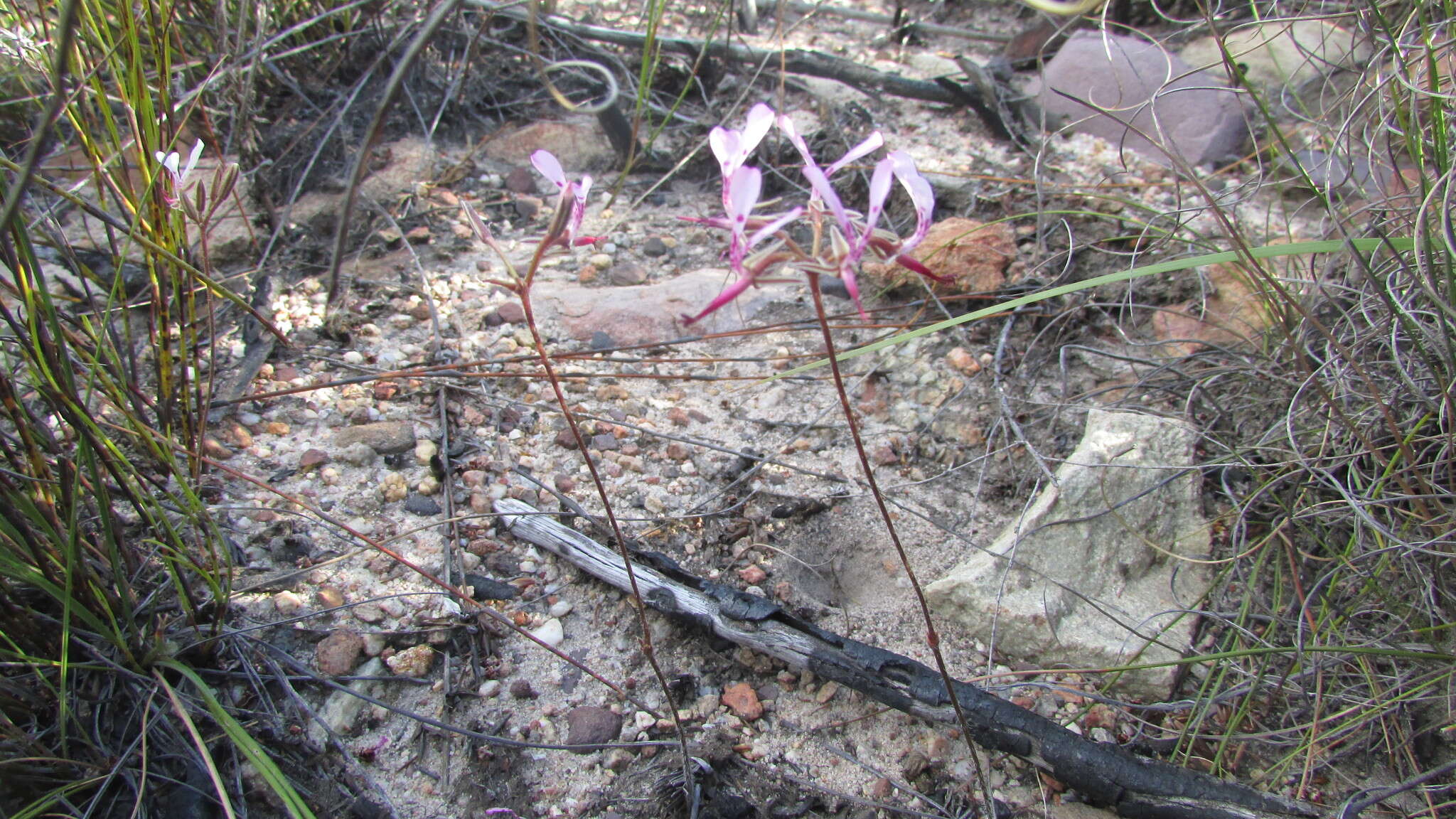 Image of Pelargonium ternifolium P. J. Vorster