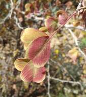 Image of Haematoxylum brasiletto H. Karst.