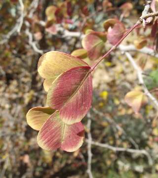 Image of Haematoxylum brasiletto H. Karst.