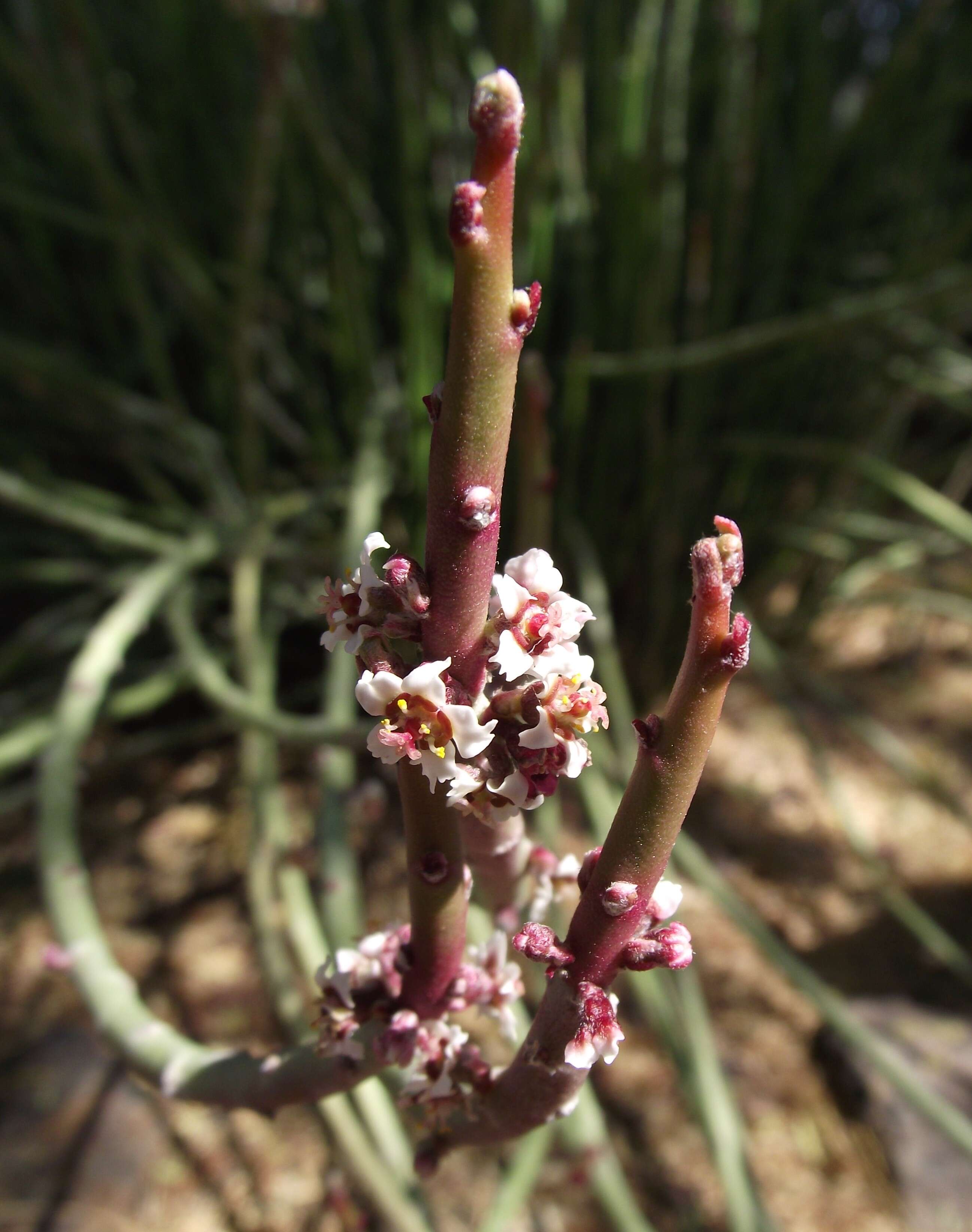 Image of candelilla