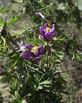 Image of Texas lignum-vitae