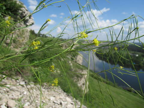 Plancia ëd Sisymbrium heteromallum C. A. Mey.