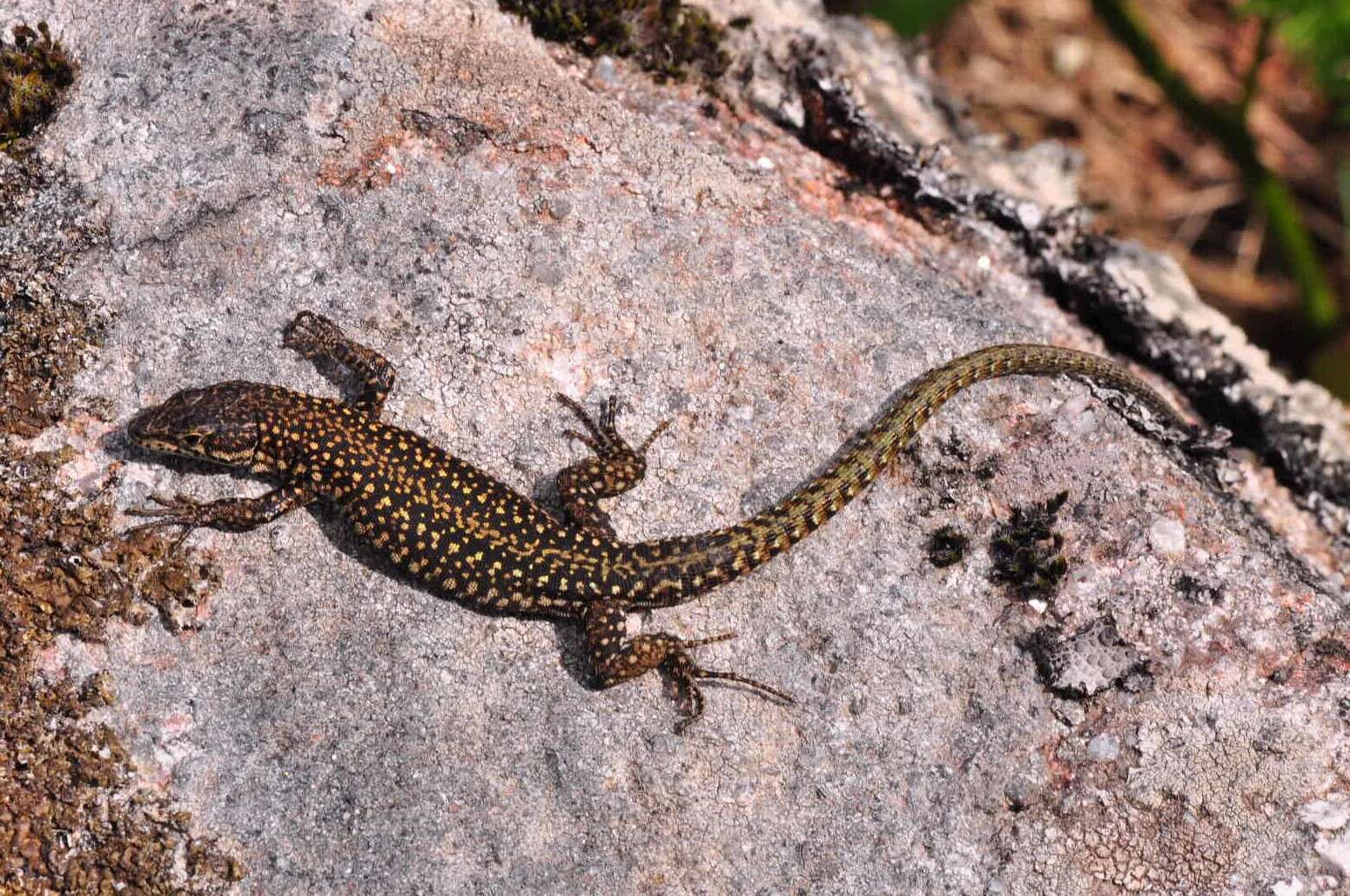 Image of Podarcis guadarramae lusitanicus Geniez et al. 2014