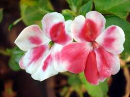 Imagem de Impatiens walleriana Hook. fil.