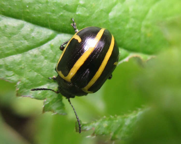 Image of Cosmogramma Erichson 1847