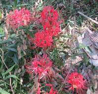 Image of lycoris