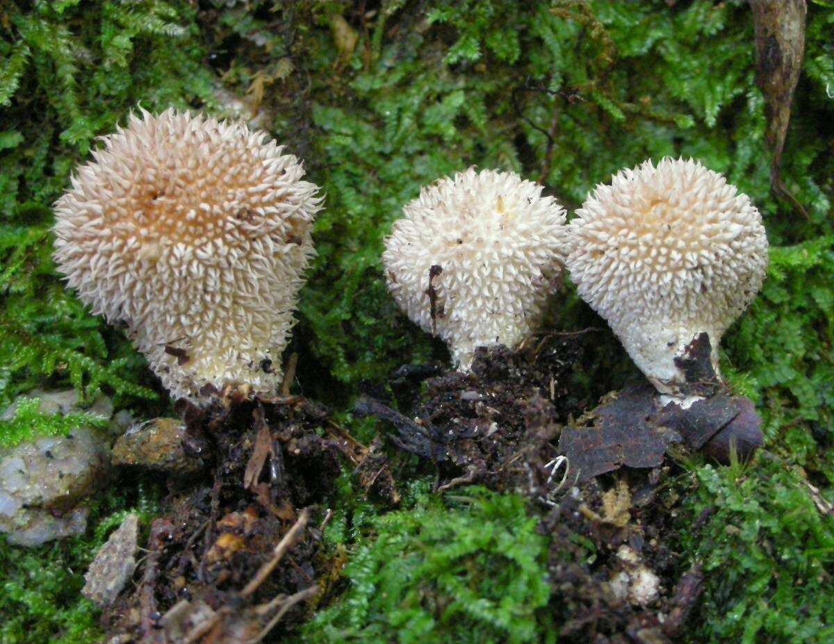 Imagem de Lycoperdon echinatum Pers. 1794