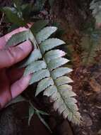 Image de Polystichum prionolepis Hayata