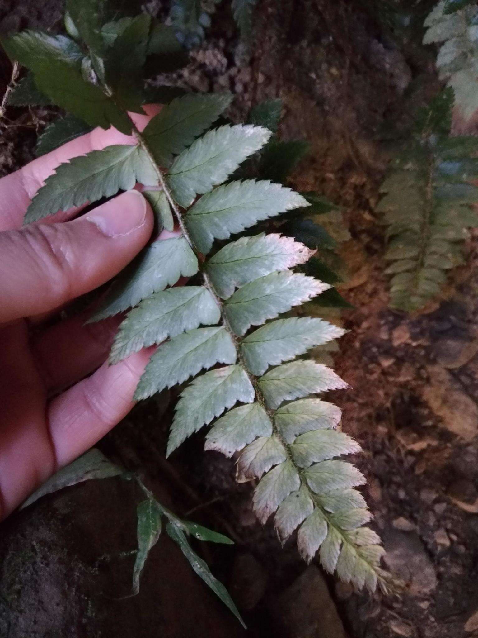 Image de Polystichum prionolepis Hayata