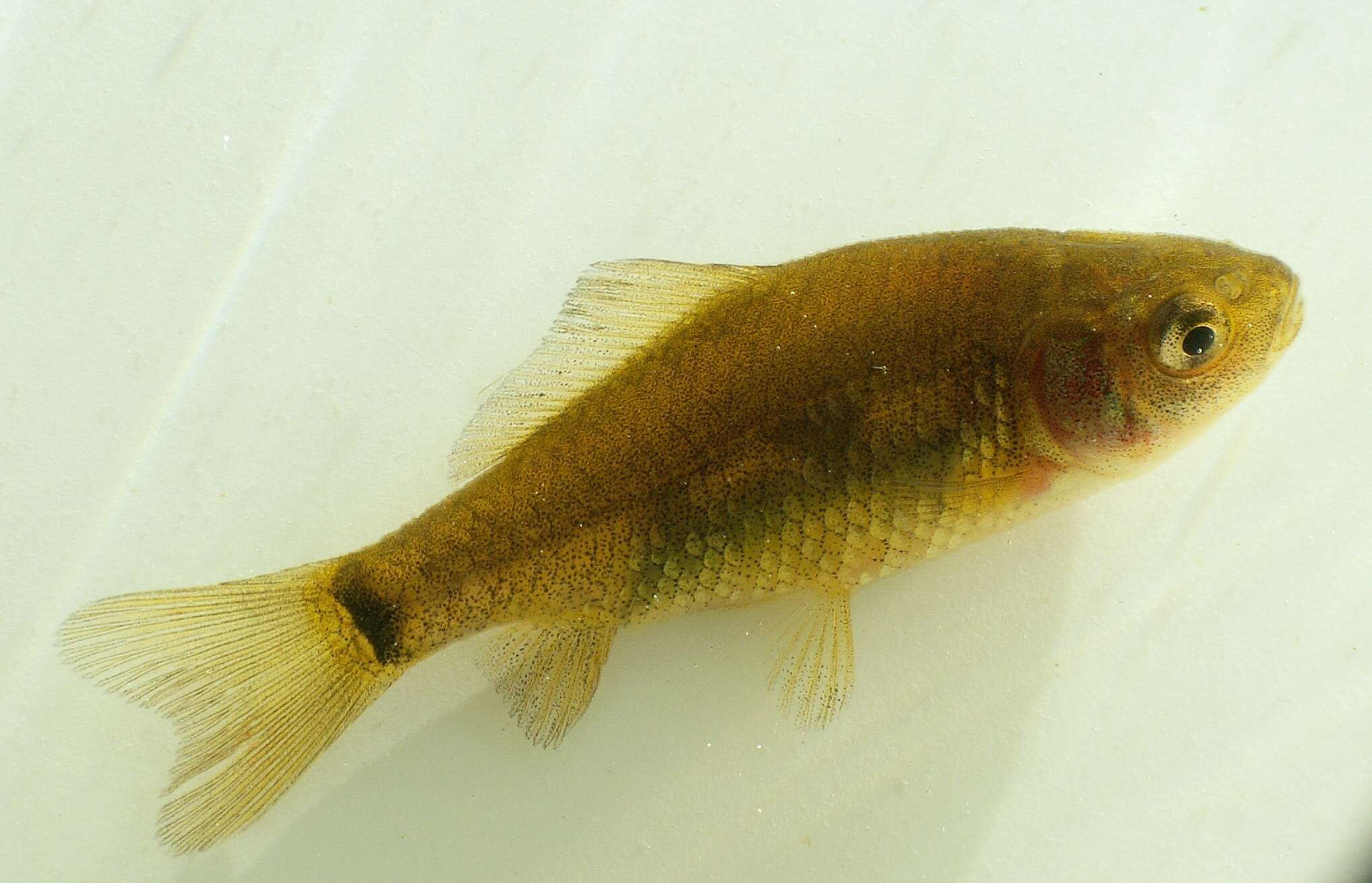 Image of Crucian Carp