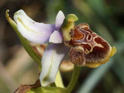 صورة Ophrys fuciflora subsp. heterochila