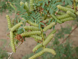 Sivun Prosopis pubescens Benth. kuva