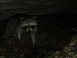 Image of raccoons