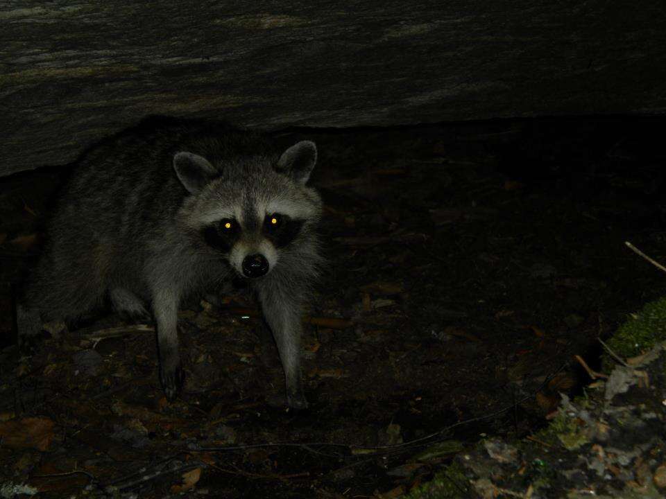 Image of raccoons