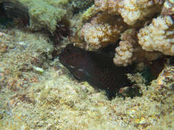 Image of Red-streaked Blenny