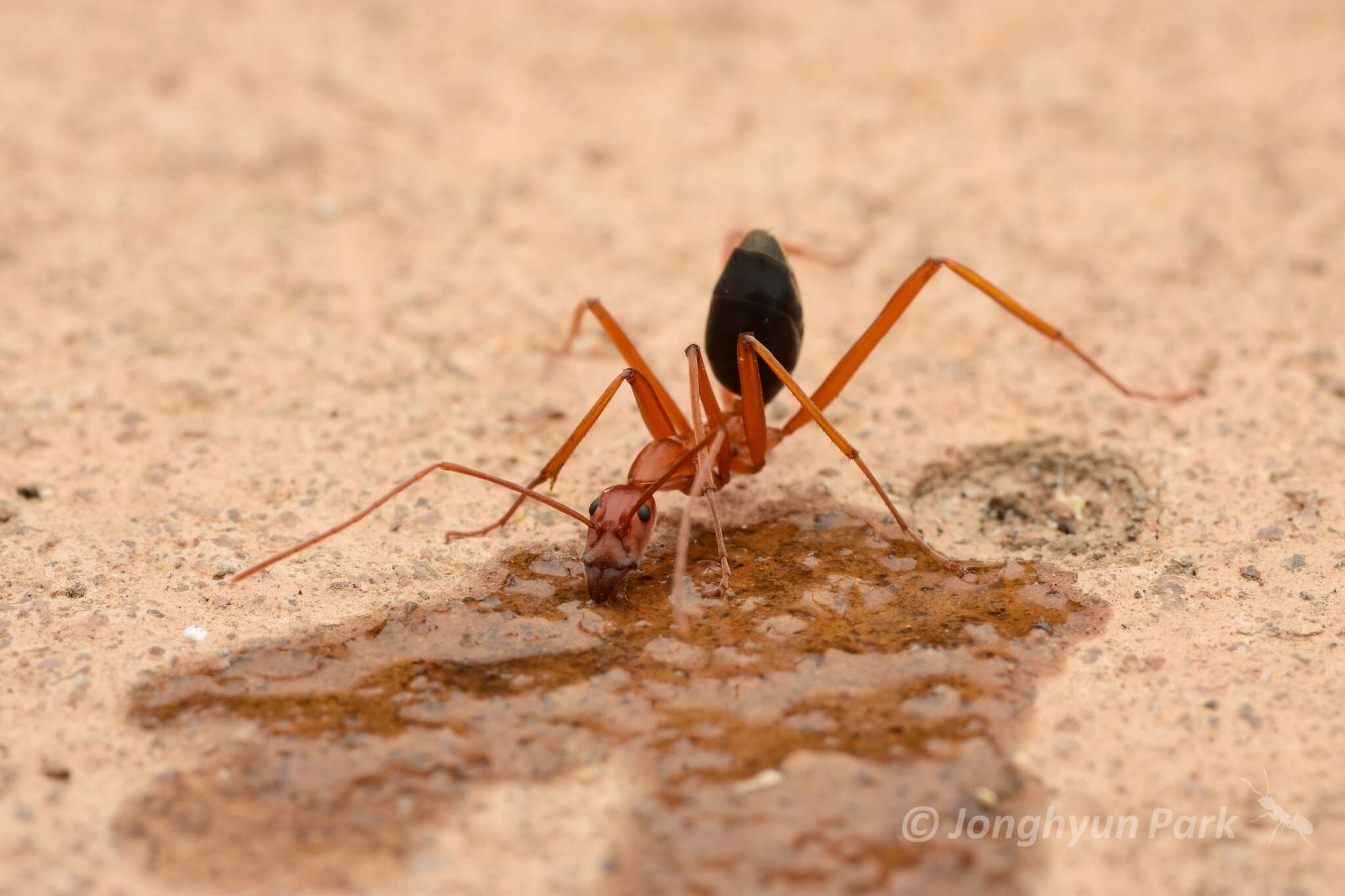 Imagem de Leptomyrmex nigriventris (Guerin-Meneville 1831)