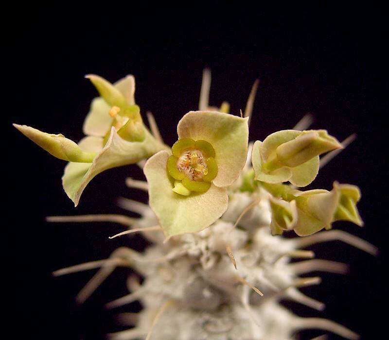 Euphorbia parvicyathophora Rauh resmi