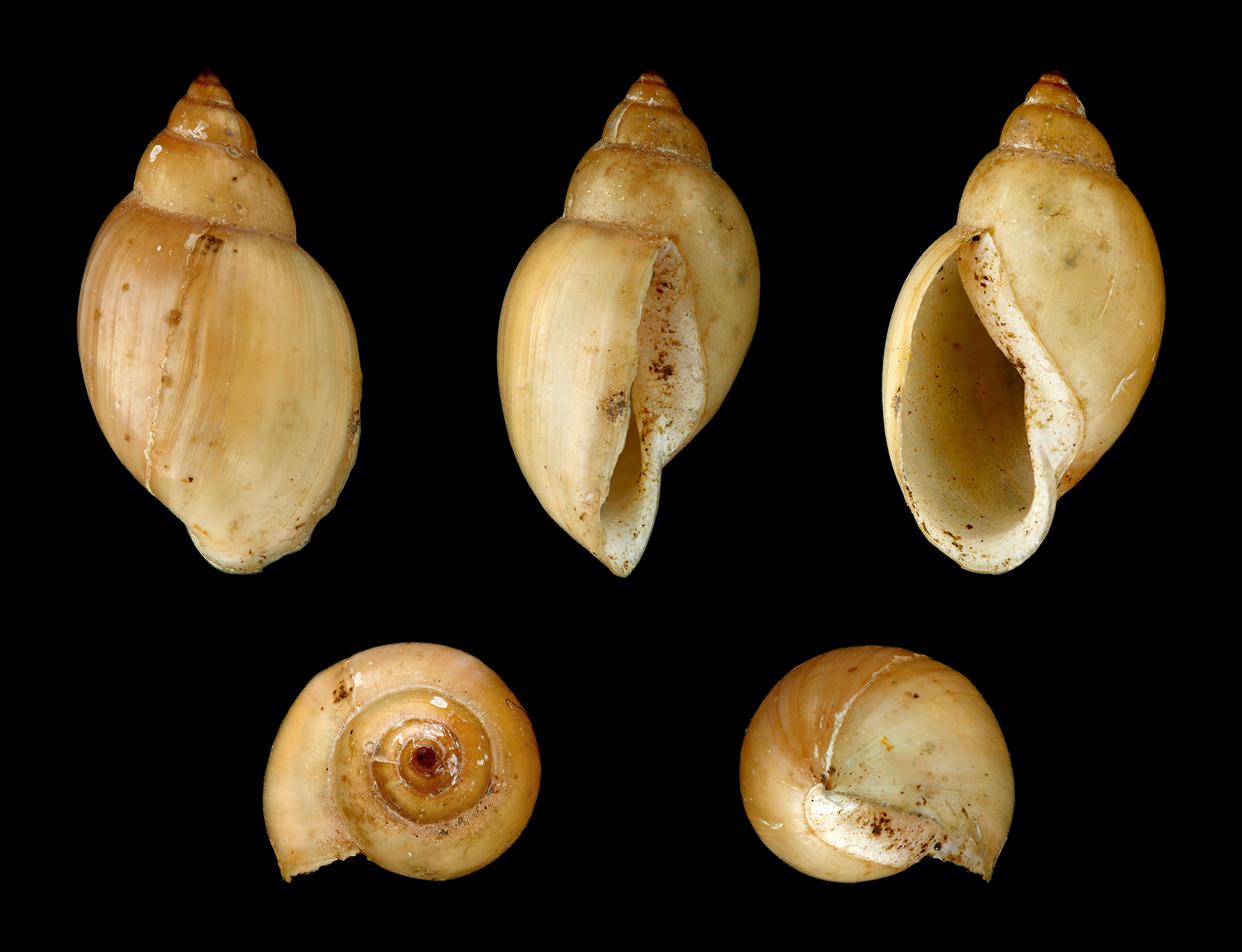 Image of acute bladder snail