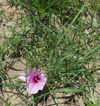 Слика од Ipomoea bolusiana Schinz