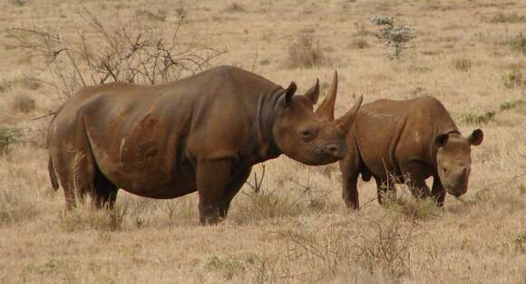 Image of Black Rhinoceros