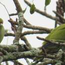 صورة Treron calvus delalandii (Bonaparte 1854)