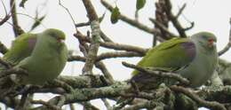 صورة Treron calvus delalandii (Bonaparte 1854)