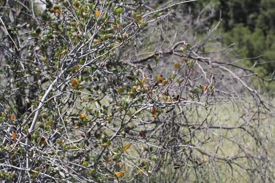 Image of Cercocarpus montanus var. glaber (S. Wats.) F. L. Martin