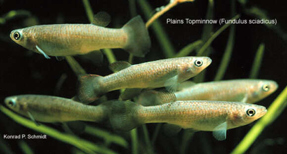 Image of Plains Topminnow