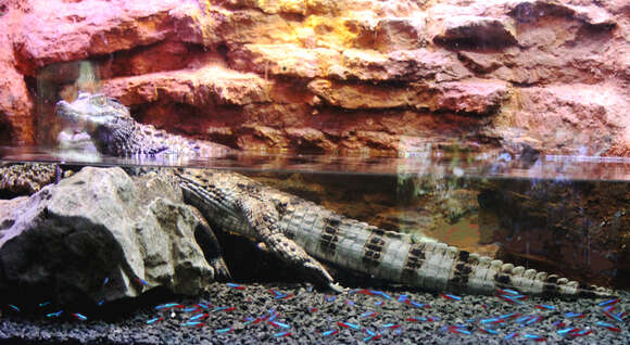 Image of Smooth-fronted Caimans