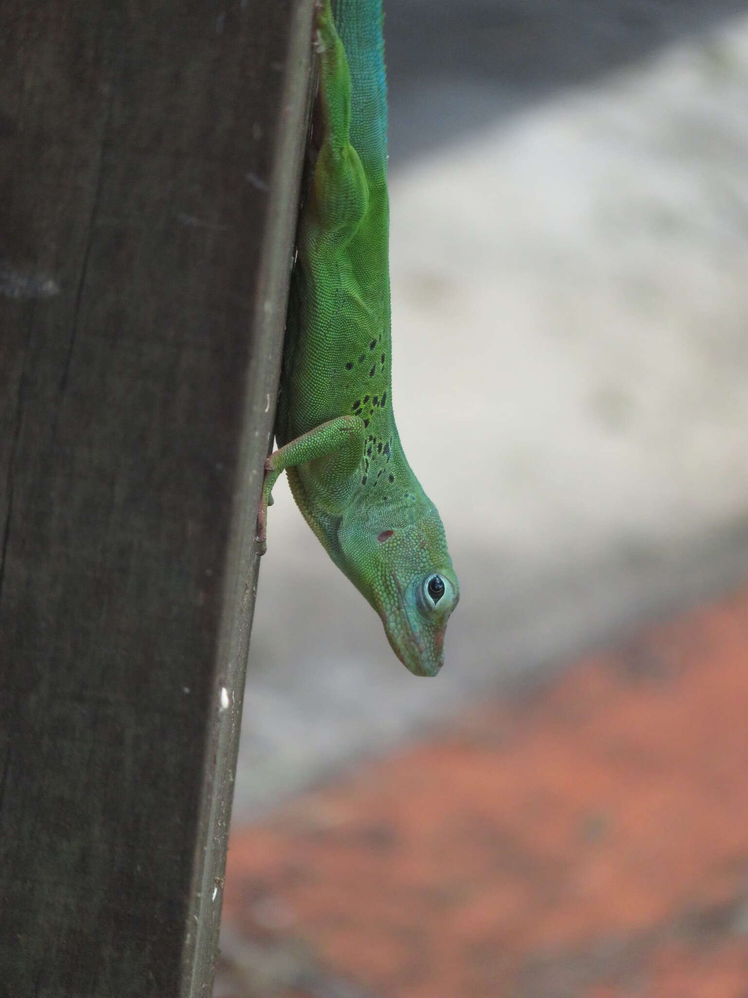 Image of Leopard Anole