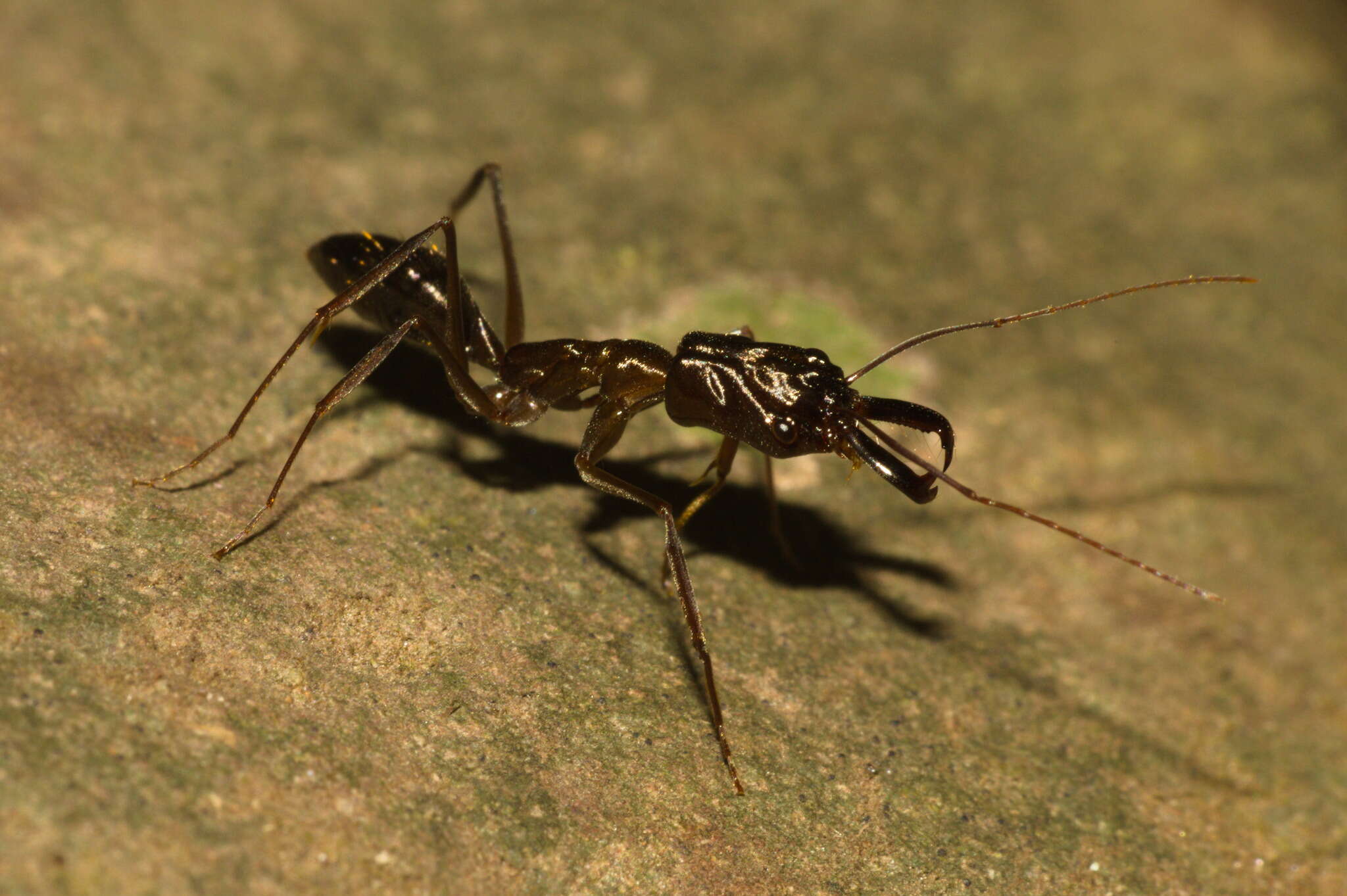 Image of Odontomachus chelifer (Latreille 1802)