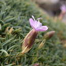 Image of Dianthus subacaulis Vill.