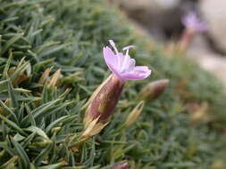 Слика од Dianthus subacaulis Vill.