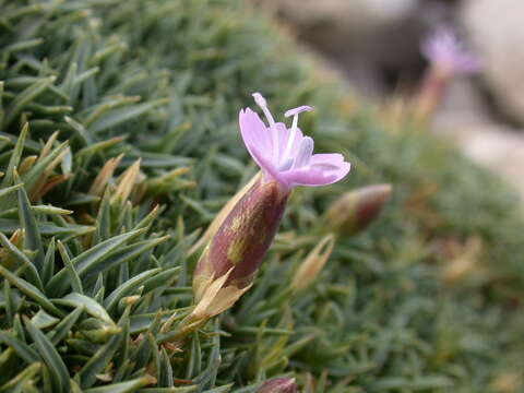 Image of Dianthus subacaulis Vill.