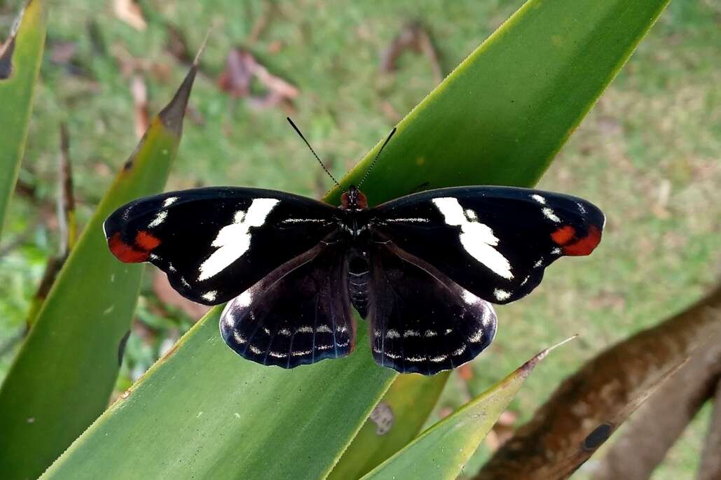 Image of Catonephele numilia penthia Hewitson 1852