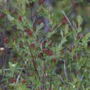 Image of bog willow
