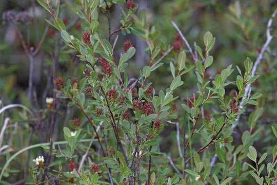 Image of bog willow