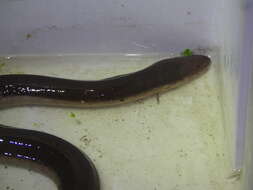 Image of Three-toed Amphiuma