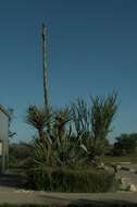 Image de Yucca faxoniana Sarg.