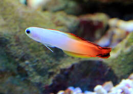 Image of Fire Dartfish